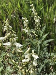 Astragalus drummondii
