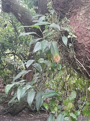 Magnoliopsida