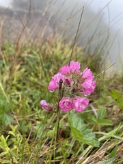 Sidalcea hirtipes