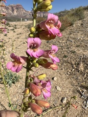 Penstemon bicolor roseus