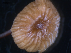 Gymnopus androsaceus image