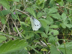 Pieris napi