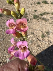 Penstemon bicolor roseus