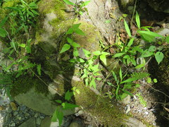 Zizia trifoliata