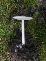 Pluteus tomentosulus