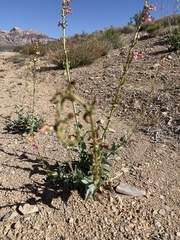 Penstemon bicolor roseus