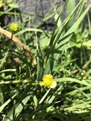 Ranunculus macounii