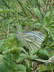 Pieris napi