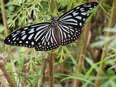 Ideopsis vulgaris macrina