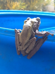 Osteopilus dominicensis