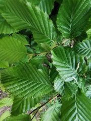 Episyrphus balteatus