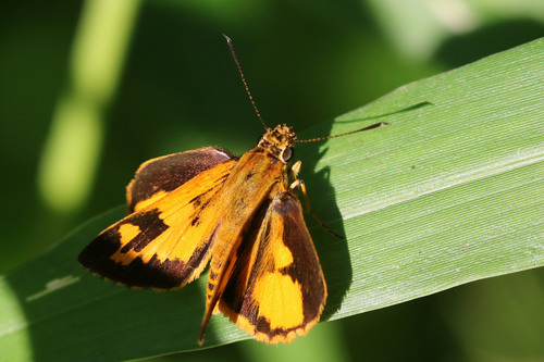 Savanna Pathfinder
