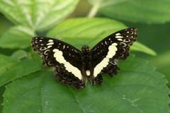 Euptera kinugnana