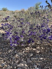 Psorothamnus fremontii