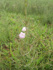 Agalinis communis