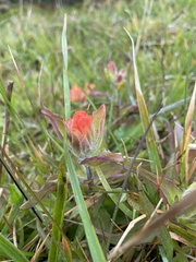 Castilleja litoralis