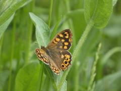 Pararge aegeria