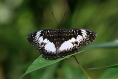 Euptera kinugnana