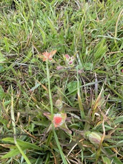 Castilleja litoralis