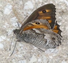 Hipparchia cypriensis