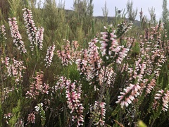 Erica leucotrachela