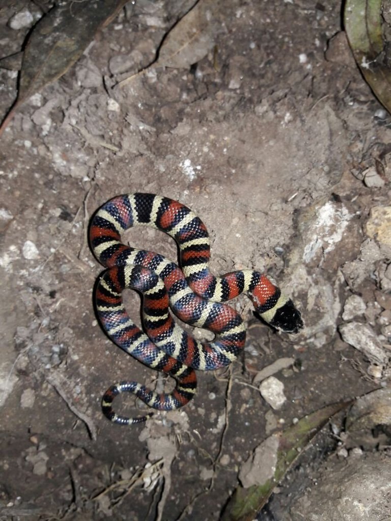 Ruthvens Kingsnake from Morelia, Mich., México on March 15, 2017 by
