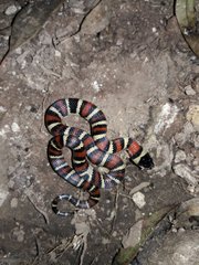 Lampropeltis ruthveni