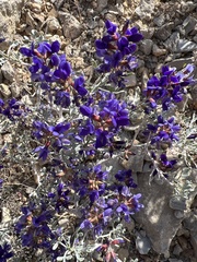 Psorothamnus fremontii