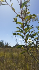 Vernonanthura polyanthes