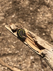 Callimorpha dominula