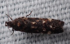 Chionodes lophosella