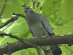 Columba oenas