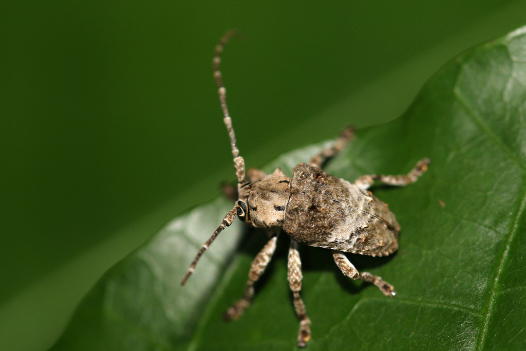 Corus albithorax