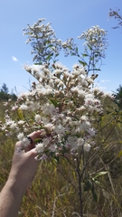 Vernonanthura polyanthes
