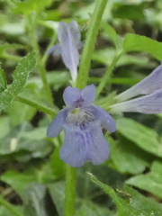 Glechoma hederacea