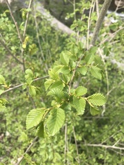 Ulmus pumila
