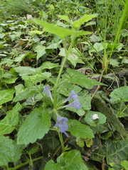 Glechoma hederacea