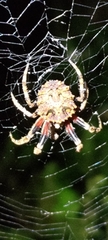 Poltys illepidus