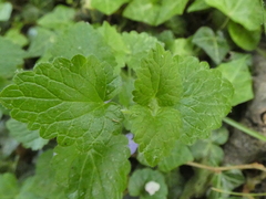Glechoma hederacea
