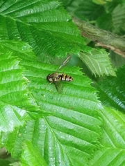 Episyrphus balteatus