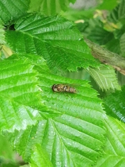 Episyrphus balteatus