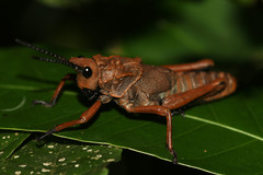 Loveridgacris impotens