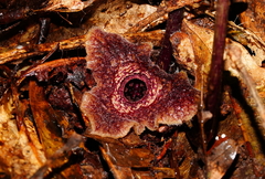 Asarum albomaculatum