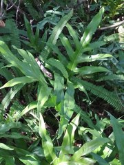 Microsorum scolopendria