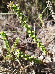 Polyarrhena reflexa reflexa