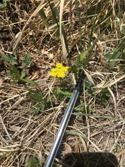 Oreoxis alpina