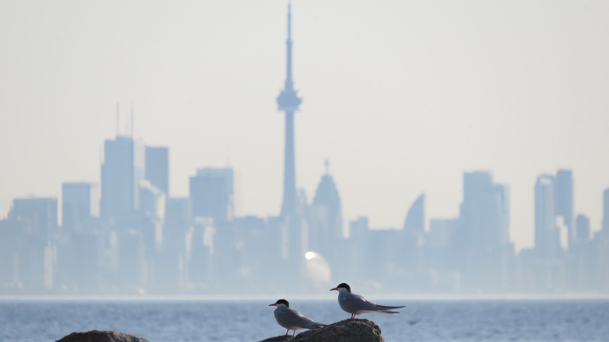 The 2022 City Nature Challenge Results Are In… · iNaturalist