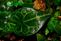Asarum albomaculatum