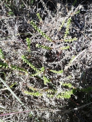 Polyarrhena reflexa reflexa