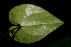 Asarum albomaculatum
